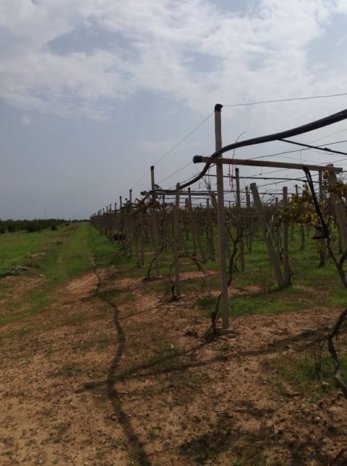 À vendre Pergola pour vigne – Bon état complet