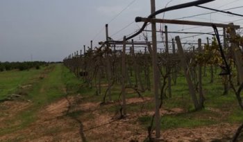 À vendre Pergola pour vigne – Bon état complet