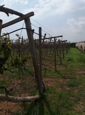 À vendre Pergola pour vigne – Bon état complet