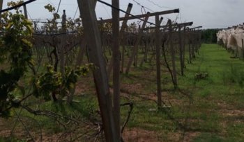 À vendre Pergola pour vigne – Bon état complet