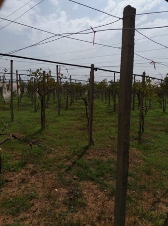 À vendre Pergola pour vigne – Bon état complet