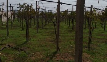 À vendre Pergola pour vigne – Bon état complet