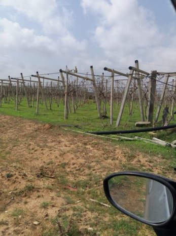 À vendre Pergola pour vigne – Bon état complet