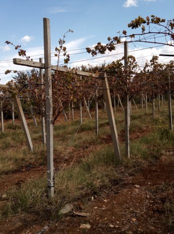 À vendre Pergola pour vigne – complet