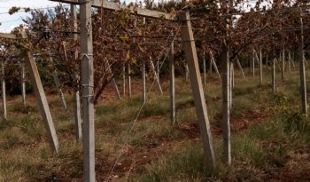 À vendre Pergola pour vigne – complet