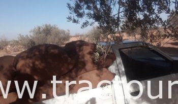 À vendre Camionnette 2 portes avec benne Isuzu Faster 2.5D complet
