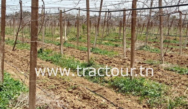 À vendre Pergola pour vigne complet