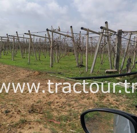 À vendre Pergola pour vigne complet