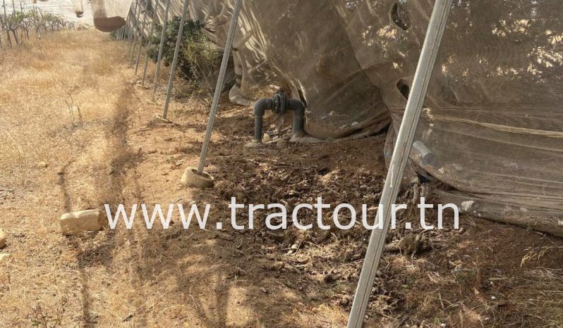 À vendre Pergola pour vigne – complet