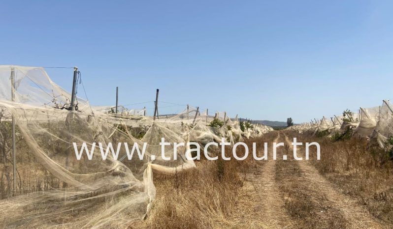 À vendre Pergola pour vigne – complet